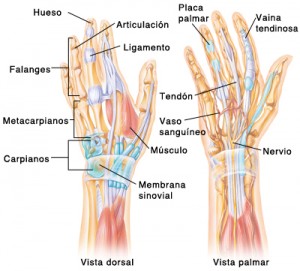 Anterior and posterior view of the anatomy of the hand SOURCE: pickup from 5A1443 and 4A1443